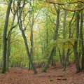 Landschaft auf der Ostsee-Halbinsel Fischland Darß-Zingst | © Anne-Barbara Bernhard